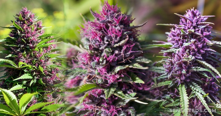 weed darknet market