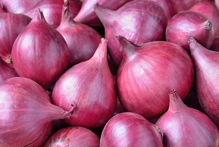 onion link search engine