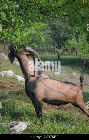 dark markets montenegro
